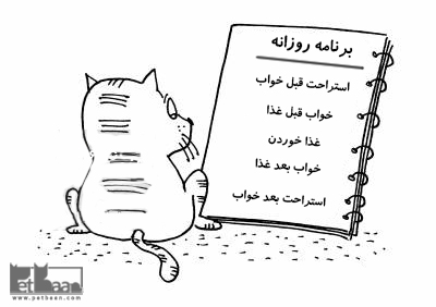 گربه ها کم انرژی هستند