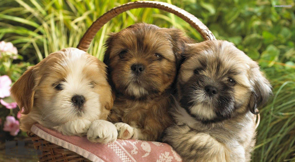 معرفی سگ شیتزو