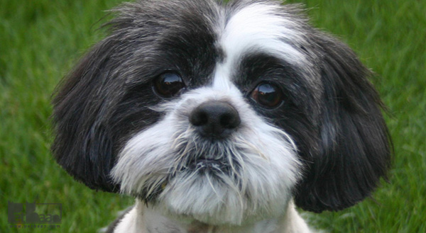 ویژگی های سگ شیتزو