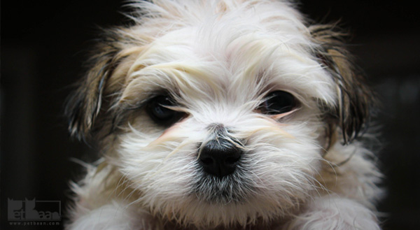 تاریخچه سگ های شیتزو