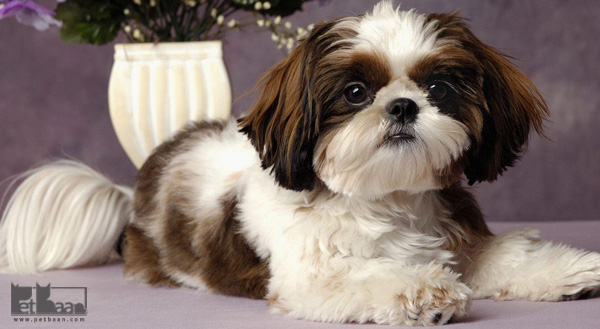 اندازه و وزن نژاد سگ شیتزو