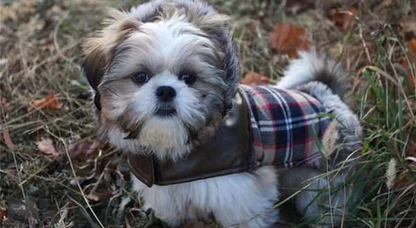 مراقبت و نگهداری از سگ شیتزو