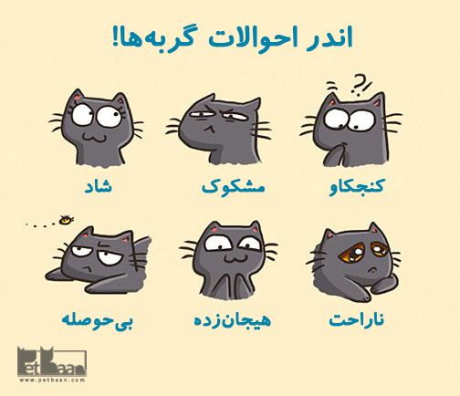 شناخت احساس گربه ها
