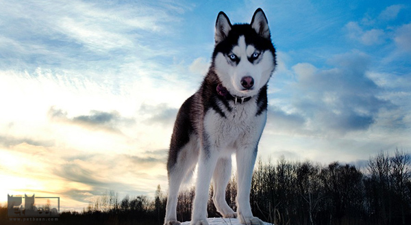 معرفی نژاد سگ هاسکی
