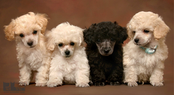 سگ پودل و سایر کودکان و حیوانات خانگی