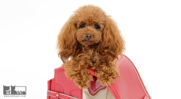 خصوصیات و ویژگی های سگ های پودل