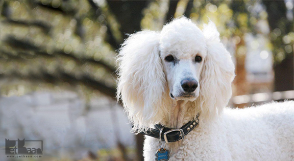 تغذیه سگ پودل