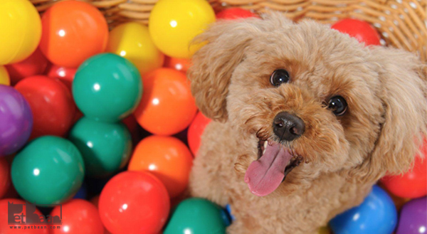 بهداشت و سلامت نژاد سگ پودل