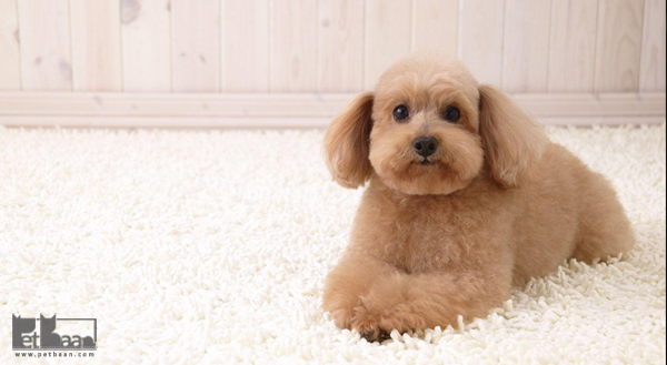 تاریخچه نژاد سگ پودل