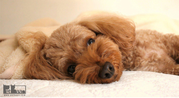 معرفی کامل سگ نژاد پودل