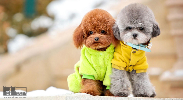 قد و وزن سگ های پودل