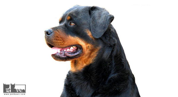 تاریخچه نژاد سگ روتوایلر
