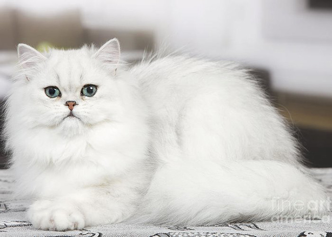 انواع گربه پرشين + آشنايي با خصوصيات هر كدام! | پتبان