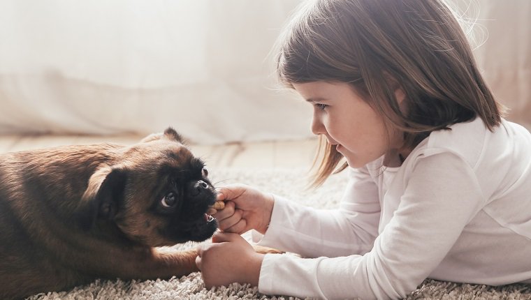 رفتار دوستانه سگ بروکسل گریفون با کودکان