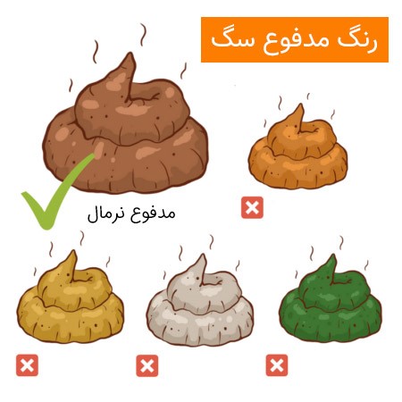تشخیص بیماری سگ ها از رنگ مدفوع
