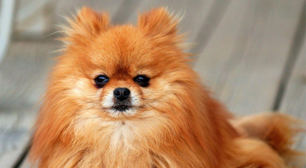 رفتار پامرانین ها با سایر حیوانات و کودکان