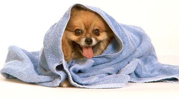 مراقبت از سگ پامرانین