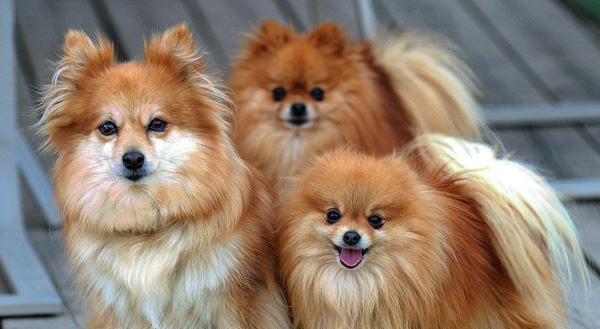 ویژگی های سگ نژاد پامرانین