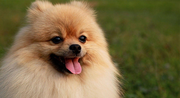 تغذیه سگ پامرانین