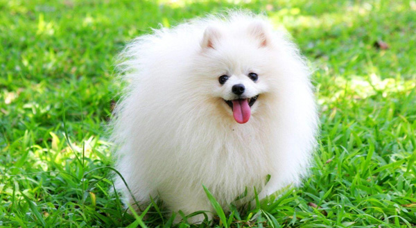 عکس پوشش بدن پامرانین