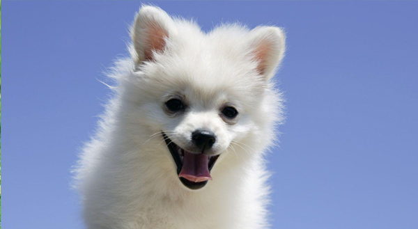 تاریخچه نژاد سگ پامرانین