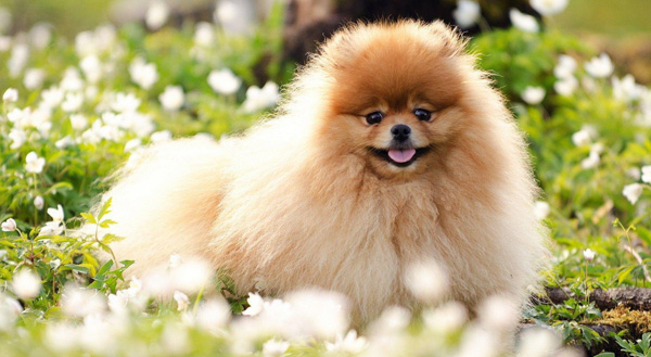 عکس سگ پامرانین