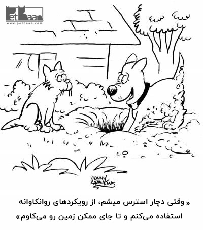 عادت چاله کندن سگ ها