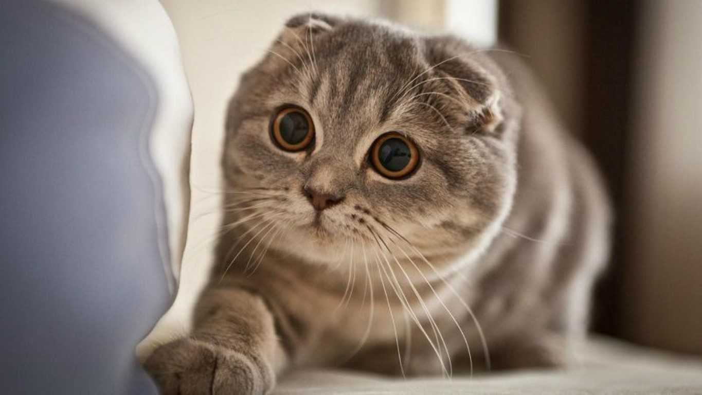 تصویر گربه اسکاتیش